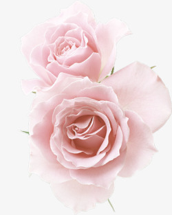 两朵粉红玫瑰花素材