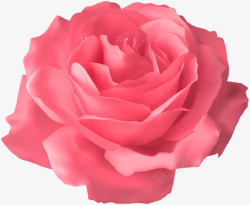 迷人的粉红色玫瑰素材