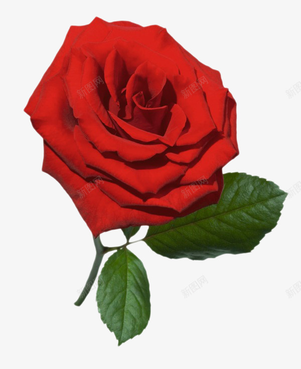 漂亮的红玫瑰png免抠素材_新图网 https://ixintu.com love 免费PNG 备货 情人节 植物 浪漫