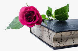 玫瑰花与书籍素材