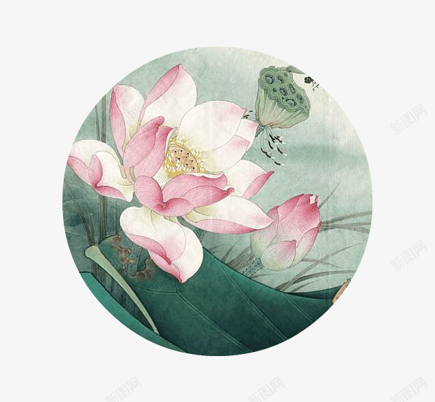 工笔画荷花png免抠素材_新图网 https://ixintu.com 中国风 古风 国画 工笔画 工笔荷花