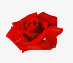 蔷薇属灌木红色玫瑰花高清图片
