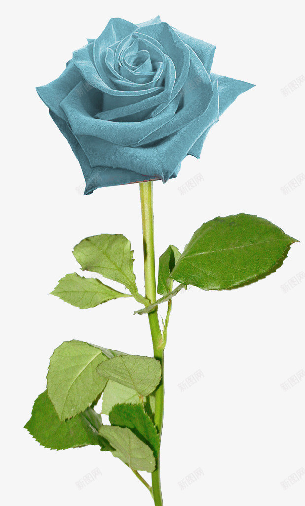 花卉png免抠素材_新图网 https://ixintu.com 植物 花 花朵 蓝玫瑰 蓝色 鲜花