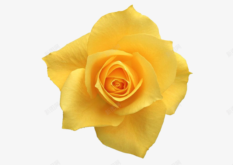 黄色玫瑰花png免抠素材_新图网 https://ixintu.com 玫瑰 花朵 装饰 黄色