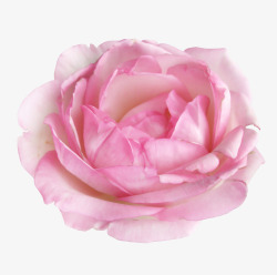 粉色玫瑰贴图素材