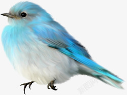 蓝色羽毛小鸟素材