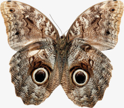 个性创意蝴蝶标本素材
