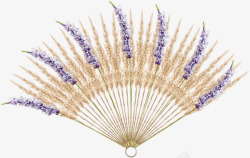 紫色风信子紫色风信子羽毛折扇高清图片
