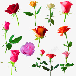 鲜花花朵玫瑰花装饰图案素材