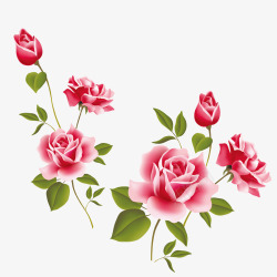 两款鲜嫩玫瑰花素材