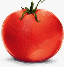 红色西红柿矢量图素材