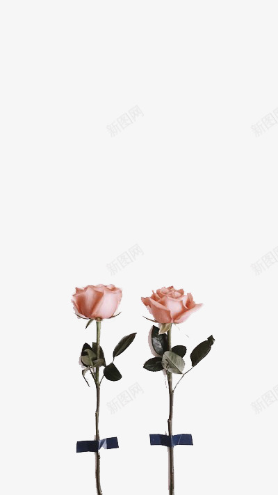 两枝粉色玫瑰png免抠素材_新图网 https://ixintu.com 礼物 粉玫瑰 粉色 花卉