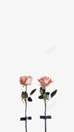 两枝粉色玫瑰素材