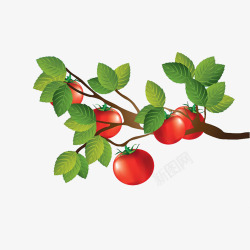图画番茄卡通番茄树枝高清图片