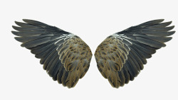 绚丽样式翅膀羽毛高清图片
