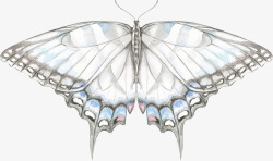 生物标本手绘彩色蝴蝶高清图片