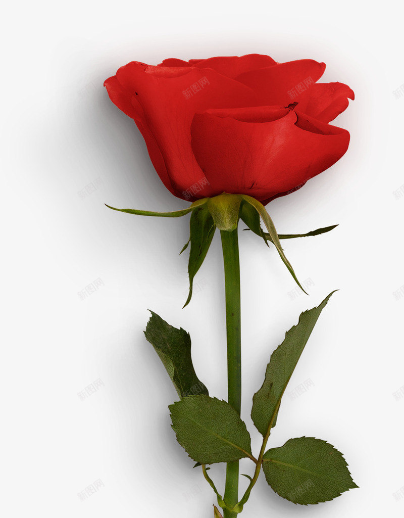 一枝玫瑰png免抠素材_新图网 https://ixintu.com 植物 玫瑰 红色的花 花