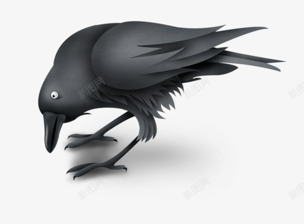 低头的乌鸦png免抠素材_新图网 https://ixintu.com 乌鸦 乌鸦飞过 低头 低着头 手绘 羽毛 鸟儿 黑色