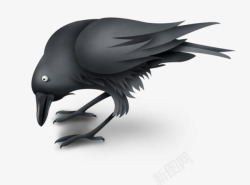 黑色鸟儿低头的乌鸦高清图片
