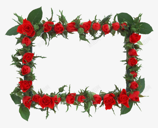 红色玫瑰合影框png免抠素材_新图网 https://ixintu.com 合影框 植物相框 红色玫瑰 绿叶 花卉边框 花朵 鲜花相框