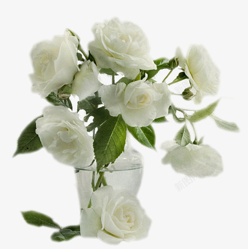 花瓶png免抠素材_新图网 https://ixintu.com 插花 白玫瑰 艺术花卉 花卉 花瓶 鲜花