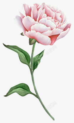 卡通手绘粉色的玫瑰素材