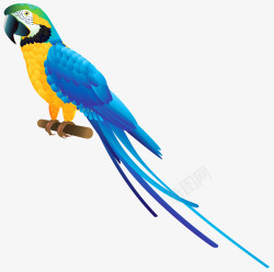 长尾鹦鹉蓝色羽毛的鹦鹉高清图片