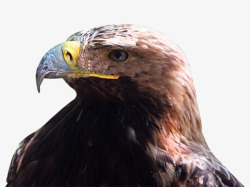 哈里斯鹰鸟的眼睛高清图片