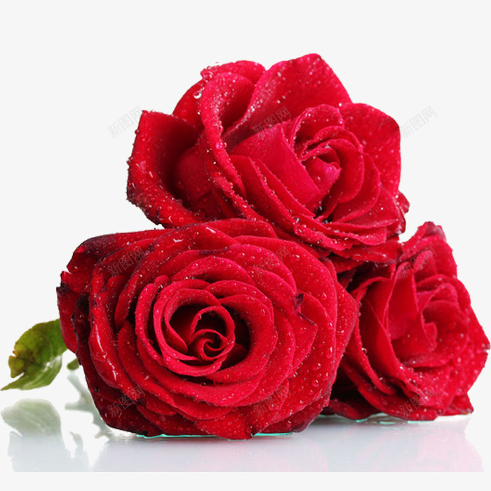 红色玫瑰水珠装饰png免抠素材_新图网 https://ixintu.com 水珠 玫瑰 红色 装饰