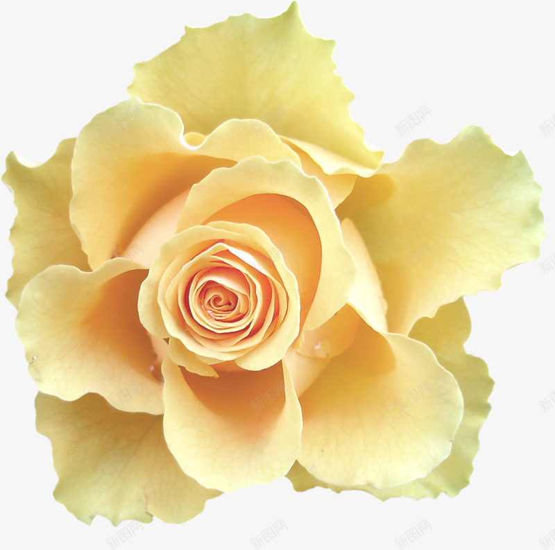 黄色玫瑰花花朵漂亮花朵png免抠素材_新图网 https://ixintu.com 漂亮 玫瑰花 花朵 黄色