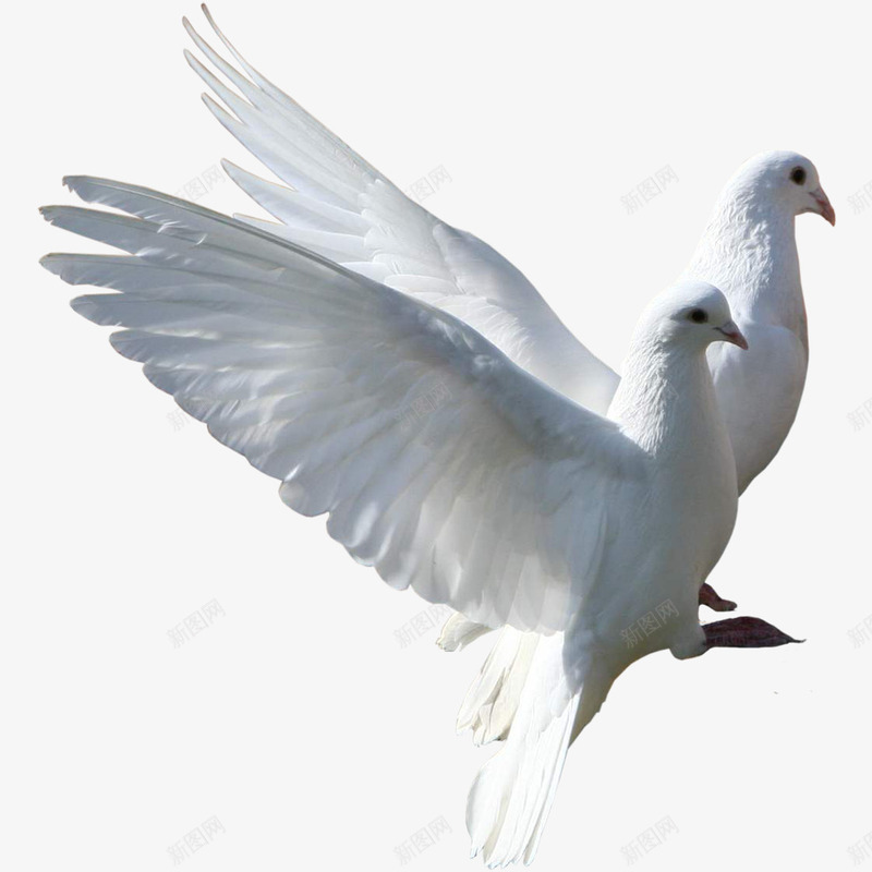 羽毛乳鸽png免抠素材_新图网 https://ixintu.com 和平 和平鸽 翅膀 鸽子图片 鸽子图片素材