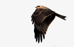 鹰隼老鹰的羽毛高清图片