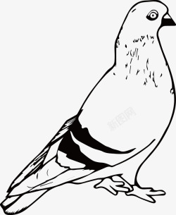 黑色卡黑色羽毛的信鸽高清图片