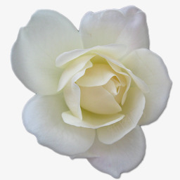 柔丝白色图标png_新图网 https://ixintu.com birthday flower leaves love rose valentine white 叶子 情人节 爱 玫瑰 生日 白色的 花