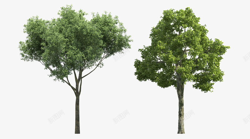 桉树和榕树png免抠素材_新图网 https://ixintu.com 树叶 树木 树枝 桉树 植物 榕树 绿树