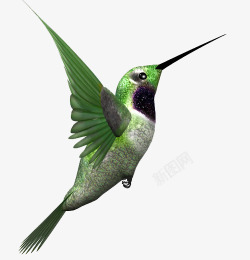 绿色羽毛卡通小鸟素材