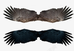 一对老鹰的翅膀素材