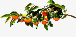 金秋成熟蜜桔树叶活动素材