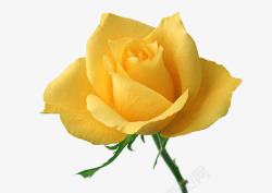 漂亮黄色玫瑰花素材