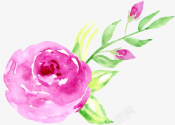 粉色玫瑰花装饰图案素材