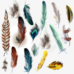 动物合集图片羽毛装饰高清图片