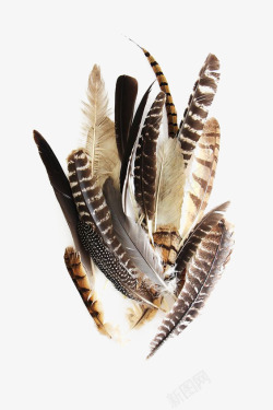 花纹猫头鹰创意羽毛高清图片