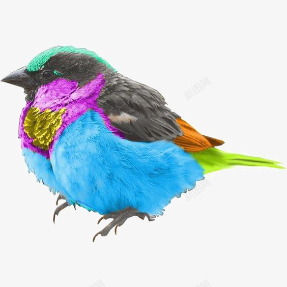 小鸟png免抠素材_新图网 https://ixintu.com 创意 卡通 彩色羽毛 手绘 水彩 蓝色小鸟