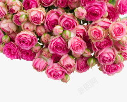 一堆粉色玫瑰花素材