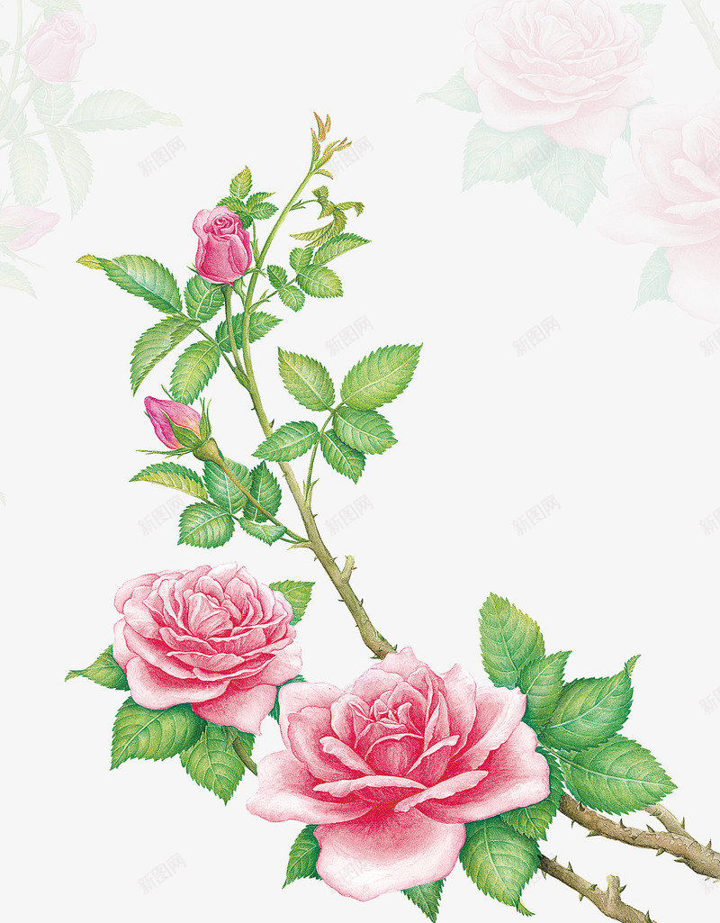 玫瑰手绘png免抠素材_新图网 https://ixintu.com 手绘玫瑰 玫瑰 玫瑰花蕾 粉色玫瑰