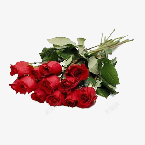 一束玫瑰png免抠素材_新图网 https://ixintu.com 桌上的玫瑰 玫瑰 红玫瑰