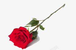 独秀一枝独秀红玫瑰高清图片