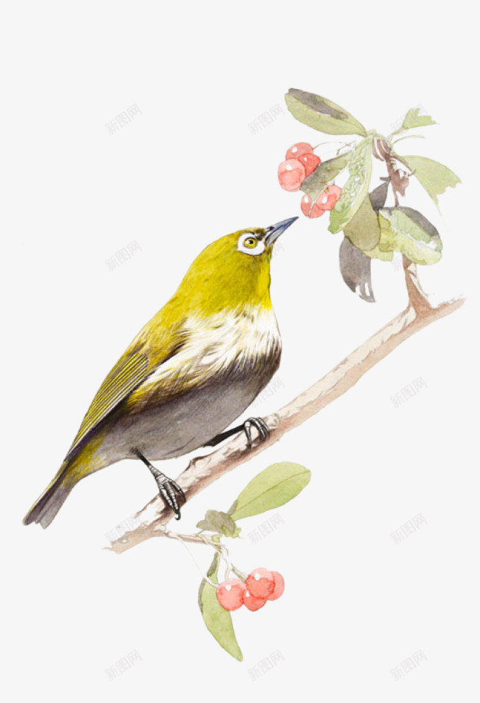 浆果和小鸟png免抠素材_新图网 https://ixintu.com 一只 动物 小鸟 手绘 浆果 简图 红色的 绿色的 羽毛