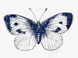 翅膀标本蓝色蝴蝶机翅膀纹理高清图片