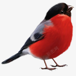 黑红色羽毛小鸟卡通素材